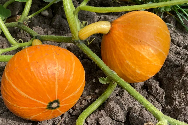 Best Time to Harvest: When is Winter Squash Ready to Pick